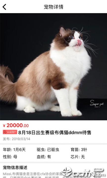 猫行狗市app2