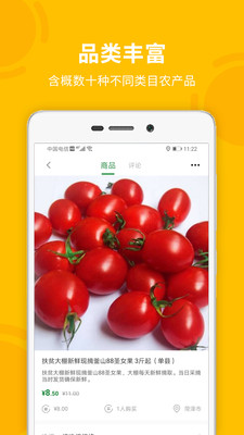 菏菜壹号2
