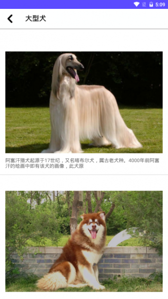 狗狗图鉴app（Dog illustrated）3
