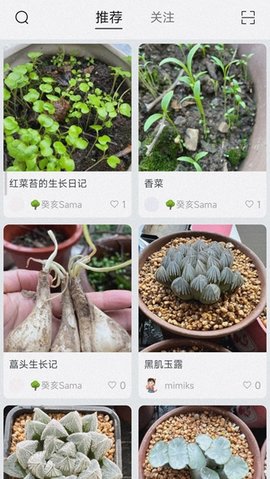 小植物1